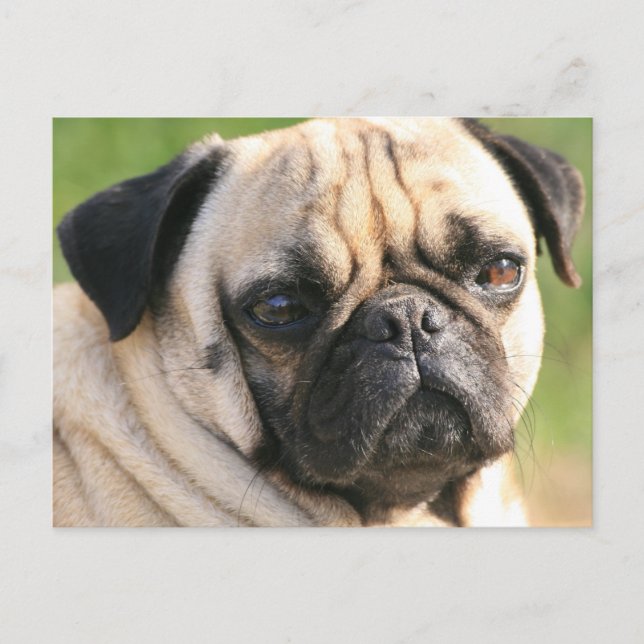 Horizontale Postkarte - Maßgeschneiderte (Vorderseite)