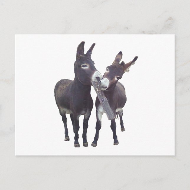 Horizontale Postkarte "Missy's Donkeys" (Vorderseite)
