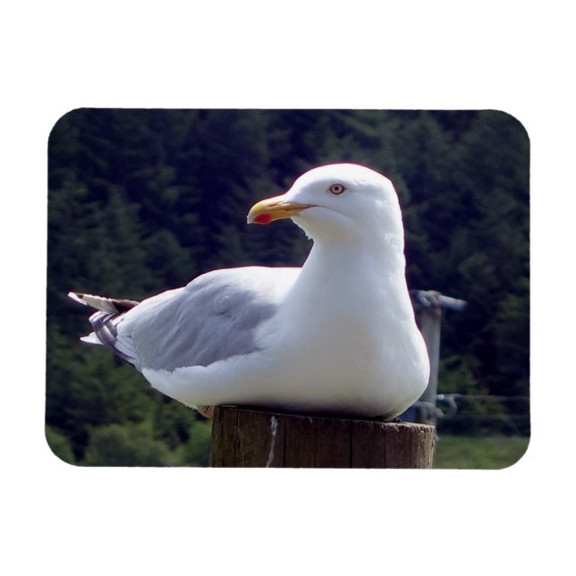 Horizontales, flexibles Foto-Magnet Magnet (Horizontal)
