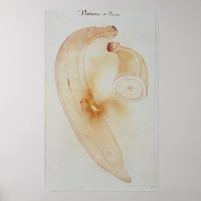 Horn Plantain Poster (Vorne)