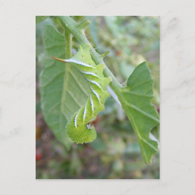 Horn-Wurm ~ Postkarte (Vorderseite)