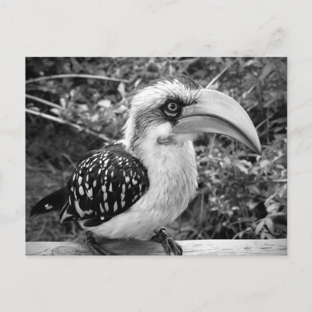 Hornbill-Vogel nah, der Kamerabw betrachtet Postkarte (Vorderseite)