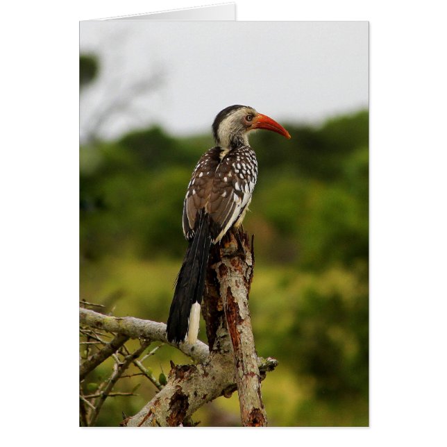 Hornbill-Vogelkarte (Vorne)