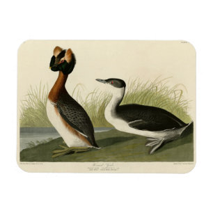 Horned Grebe von John Audubons Vögeln in Amerika Magnet