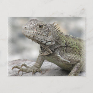 Horned Iguana Postcard Postkarte
