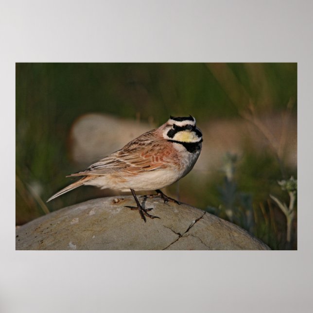 Horned Lark Poster (Vorne)