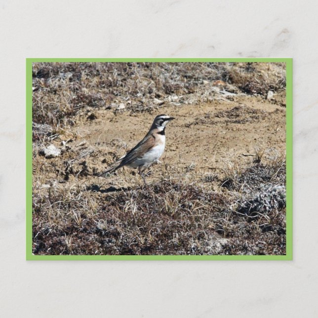 Horned Lark Postkarte (Vorderseite)