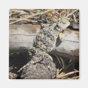 Horned Lizard Magnet