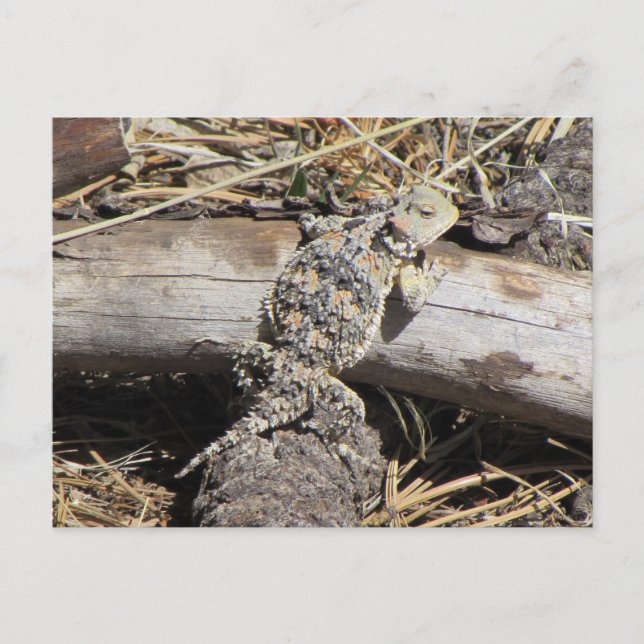 Horned Lizard Postkarte (Vorderseite)