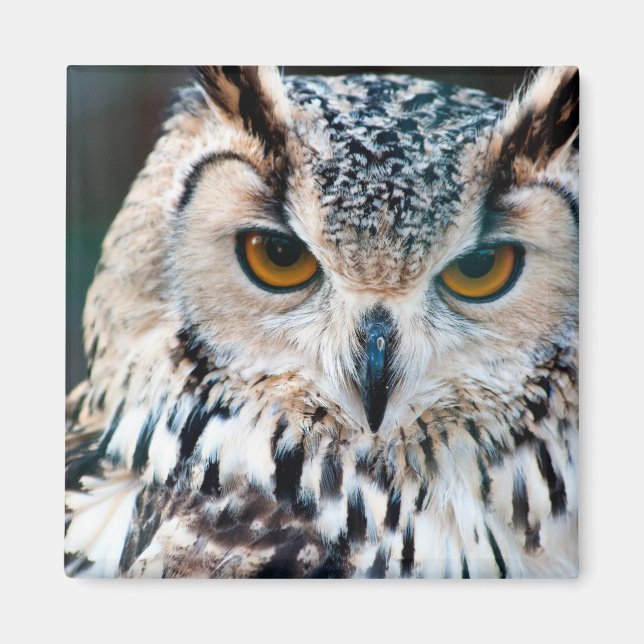 Horned Owl Bird Nature Magnet (Vorne)