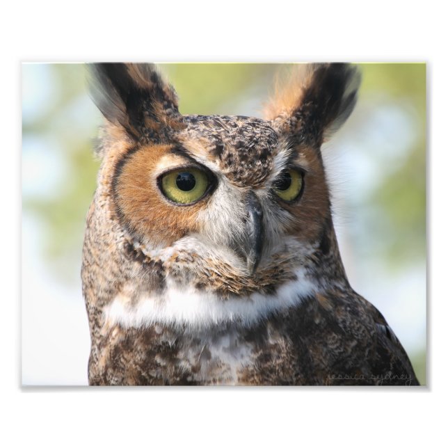 Horned Owl Fotodruck (Vorne)