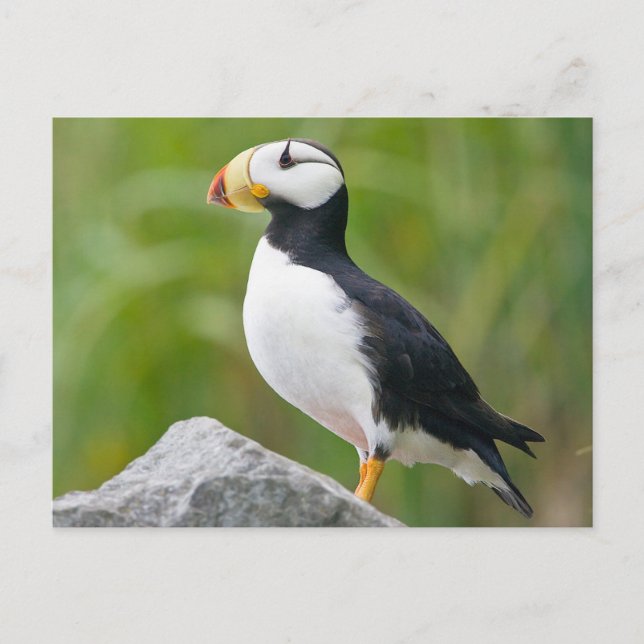 Horned puffin (Fratercula corniculata) Postkarte (Vorderseite)