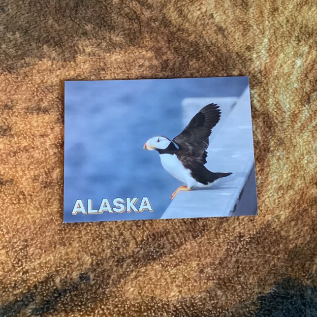 Horned Puffin in Alaska Postkarte (Von Creator hochgeladen)