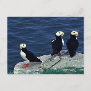 Horned Puffin Trio Postkarte