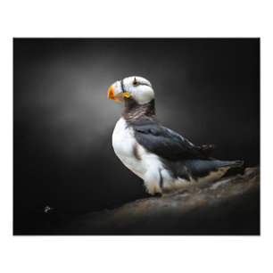 Horned Puffin-Wildlife-Porträt auf Schwarz Fotodruck