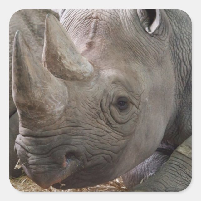 Horned Rhino Sticker (Vorderseite)