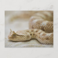 Horned Viper Postcard