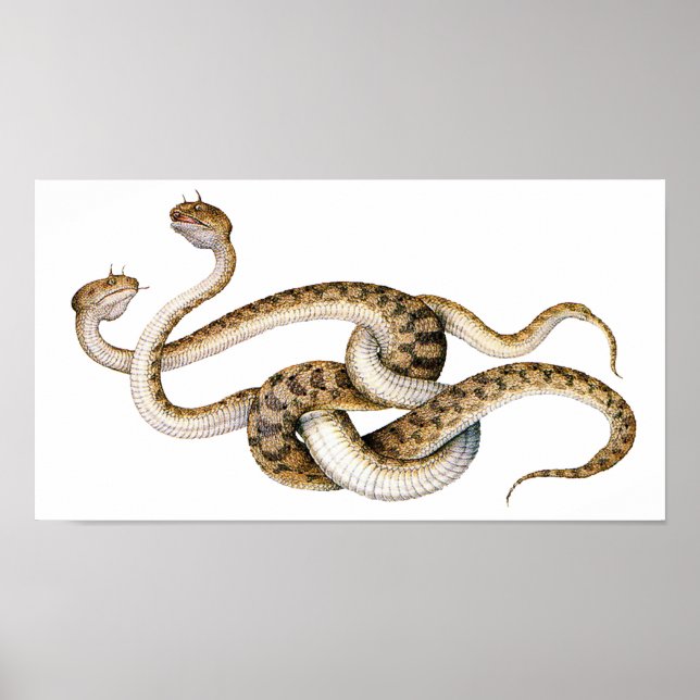 Horned Vipers Poster (Vorne)