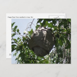 Hornet Bee Hive nestled in Tree Postkarte