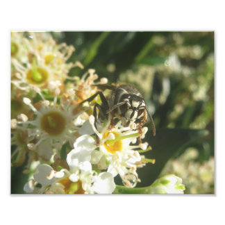 Hornet-Druck mit Bald Fotodruck