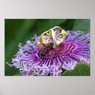 Hornet Fütternd Naturplakat Poster