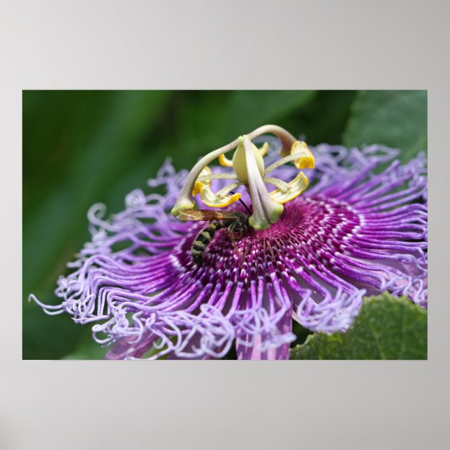 Hornet Fütternd Naturplakat Poster (Vorne)
