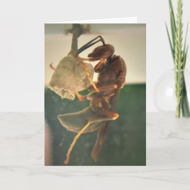 Hornet, Karte (Vorderseite)