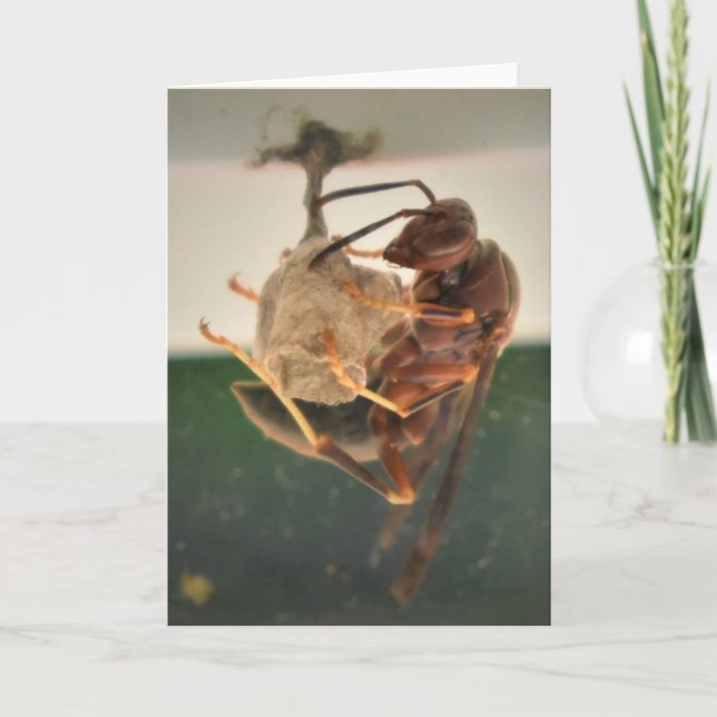 Hornet, Karte (Vorderseite)