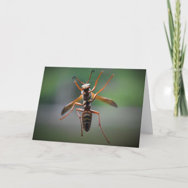 Hornet, Karte (Vorderseite)