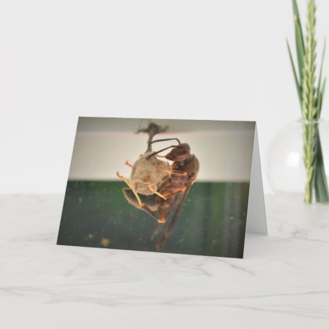 Hornet, Karte (Vorderseite)