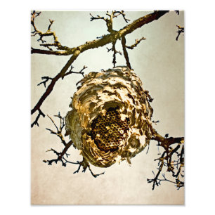 Hornet-Nest Fotodruck