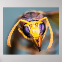 Hornet-Up Nah