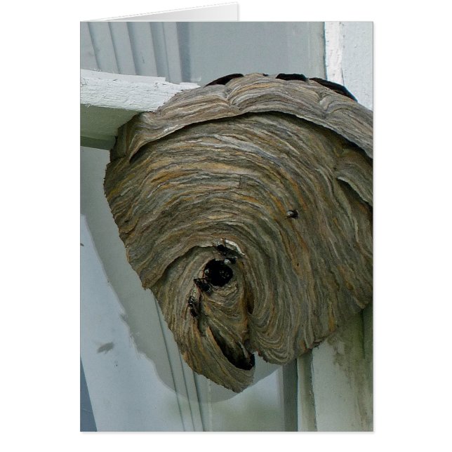 Hornets Nest (Vorne)