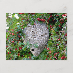 Hornets Nest Foto Postkarte
