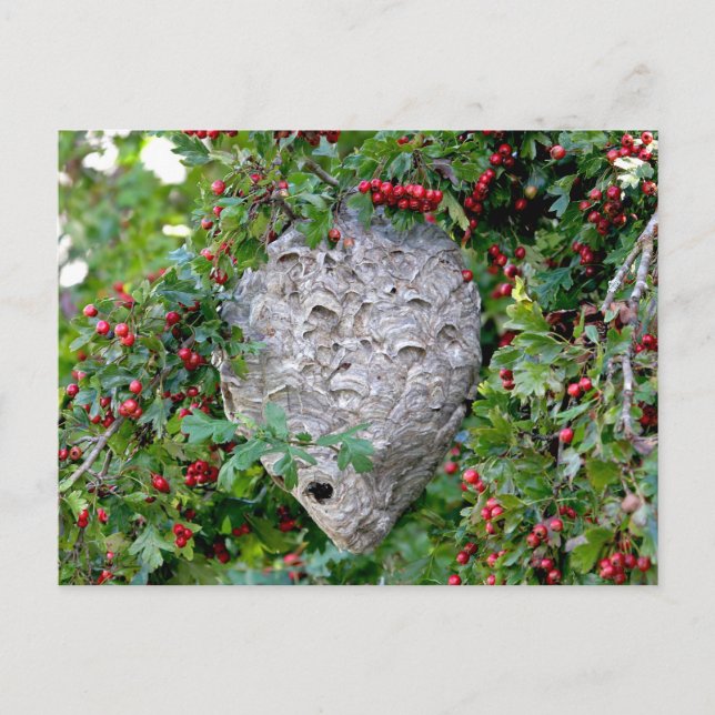 Hornets Nest Foto Postkarte (Vorderseite)
