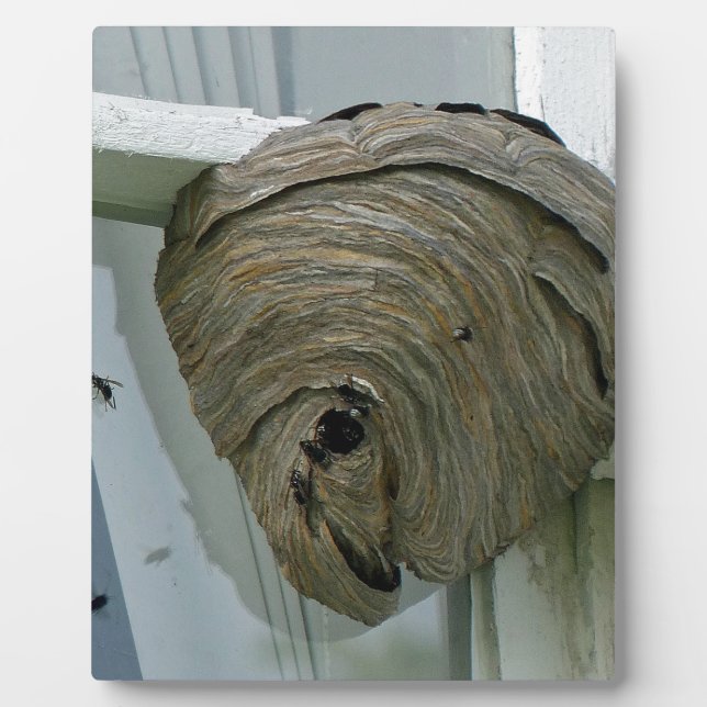 Hornets Nest Fotoplatte (Vorderseite)
