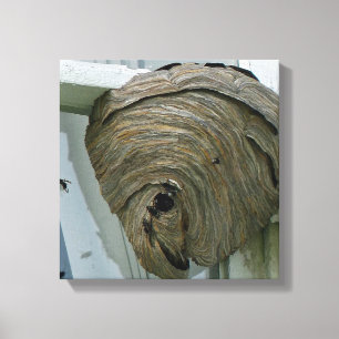 Hornets Nest Leinwanddruck