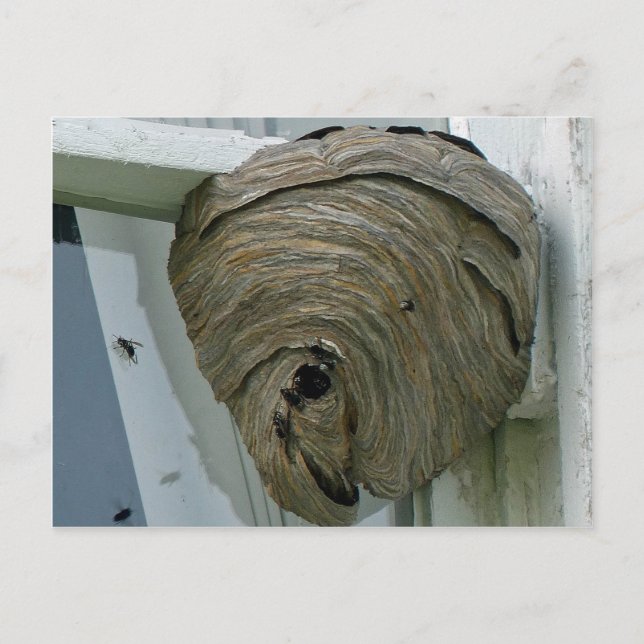 Hornets Nest Postkarte (Vorderseite)