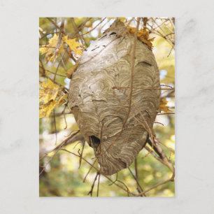 Hornets Nest Postkarte
