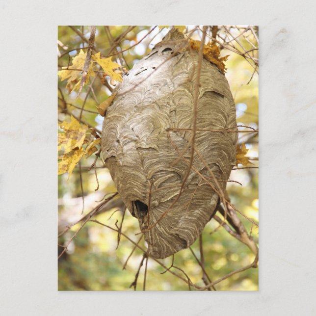 Hornets Nest Postkarte (Vorderseite)