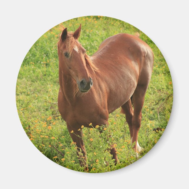 Hornmagnet Magnet (Vorne)