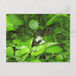 Horn's Ferry, Postkarte