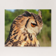 Hornugle-Eule- Raubvögel.