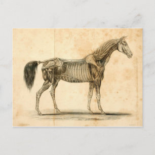 Horse Anatomy Postcard I Postkarte