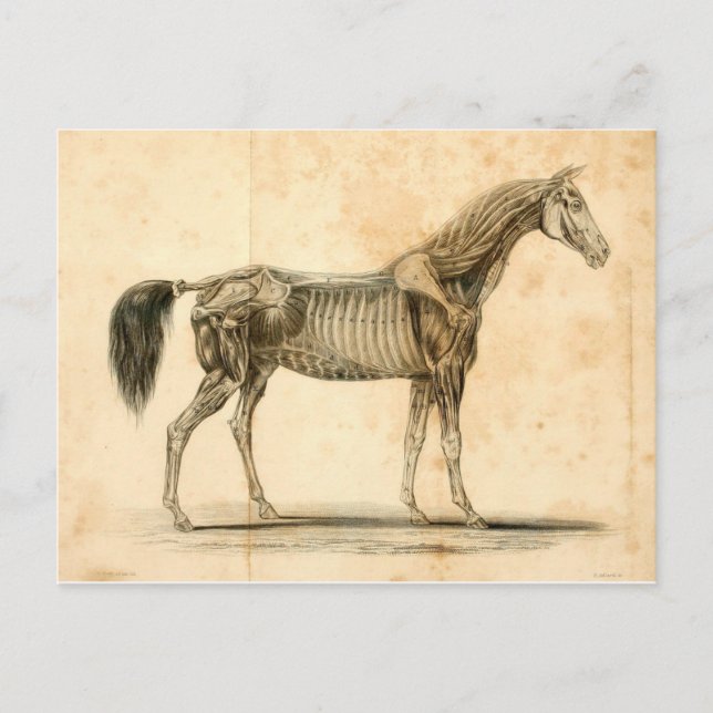 Horse Anatomy Postcard I Postkarte (Vorderseite)