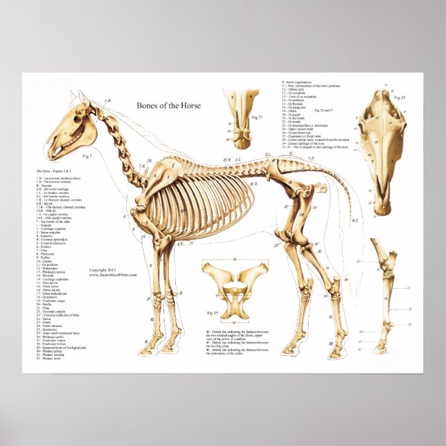 Horse Anatomy Skeleton Poster (Vorne)