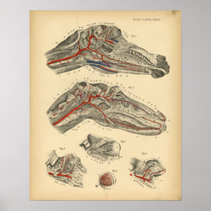 Horse Arteries Nerves Anatomie 1908 Vintag Print Poster
