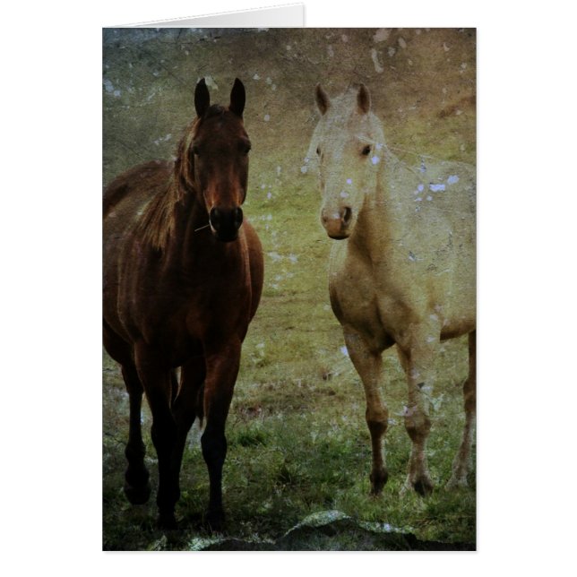 Horse Buddies Grunge (Vorne)