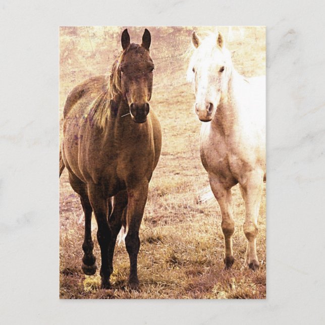 Horse Buddies Sepia Postkarte (Vorderseite)