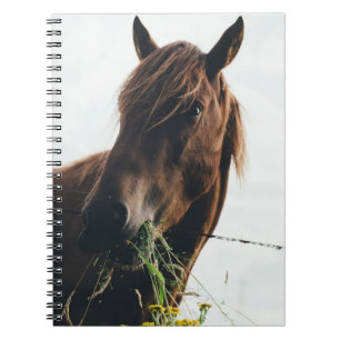 HORSE CHEWING GRASS NOTIZBLOCK